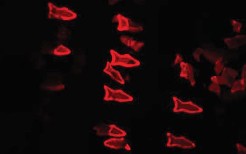 fluorescent-microfish-image.jpg
