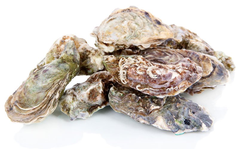 polymer-oyster-shells.jpg