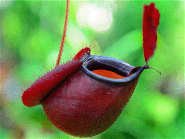 pitcher plant.gif